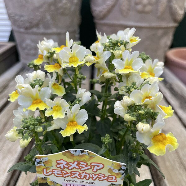 宿根ネメシア レモンスカッシュ 3.5号 ポット苗 香り 花苗 黄色...