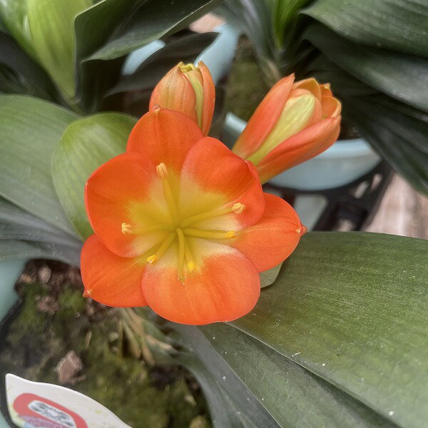 楽天市場】クンシラン 君子蘭の通販