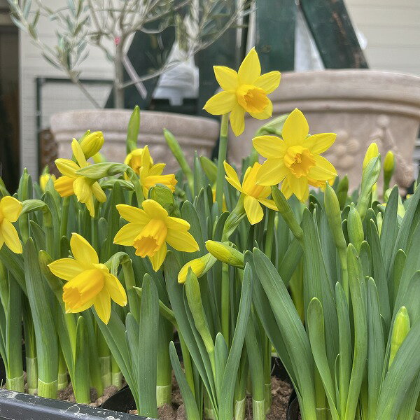 水仙 テタティト ミニスイセン 3.5号 ポット苗 黄色 草花...