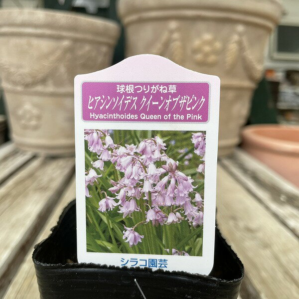 シラーカンパニュラータ 球根つりがね草 クイーンオブザピンク 桃花 1球植え 3号ポット 春咲き 球根 イングリッシュガーデン . 球根植物のつりがね草（シラーカンパニュラータ）です。パステルカラーの花房が春を彩ります。耐寒性があり、とても...