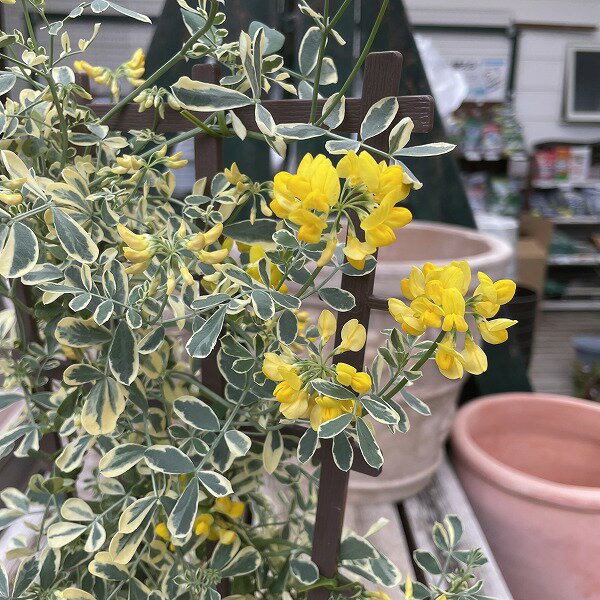 楽天市場】バリエガータ（鉢花｜花・観葉植物）：花・ガーデン・DIYの通販