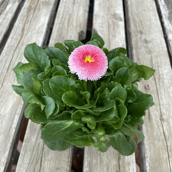 �ǡ����� ���å� ���ȥ��٥꡼�����꡼�� 3.5�� ���� �ԥ�