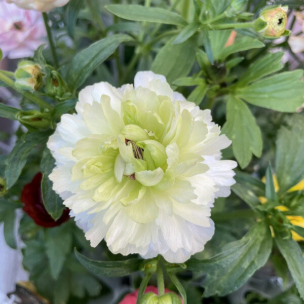 楽天市場】ラナンキュラス ラックス（花・観葉植物｜花・ガーデン・DIY