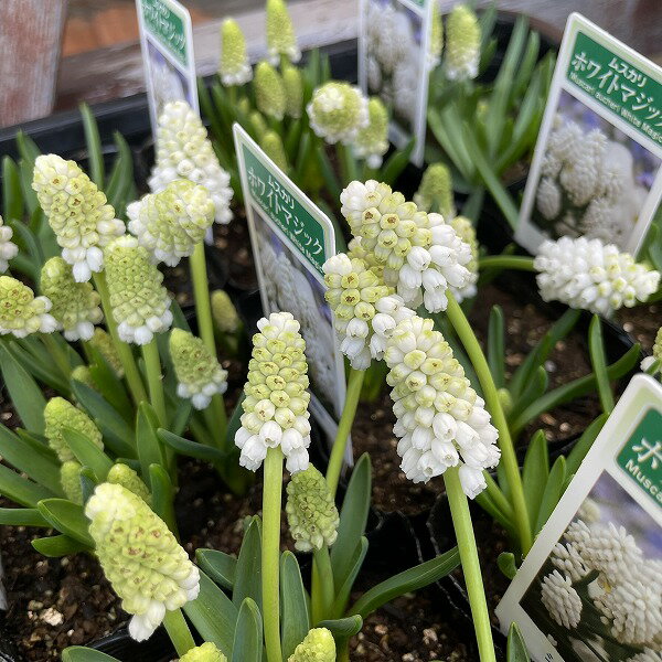 楽天市場】ムスカリ 球根 ホワイトの通販