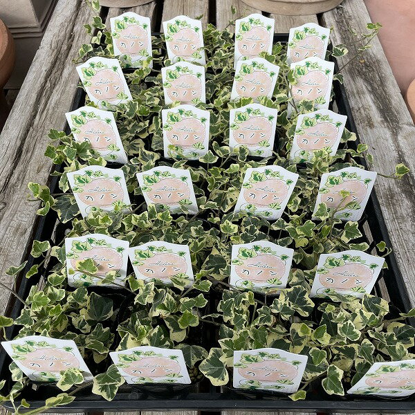 �إǥ� �����ӡ� ���Υ� 3��ݥå� ������ ���꡼�� �󤻿��� ���顼�꡼�� ����