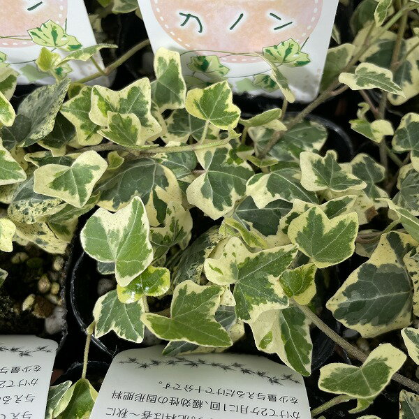 Cyclamen - ヘデラ アイビー カノン 3号ポット 斑入り グリーン 寄せ植え カラーリーフ 小葉