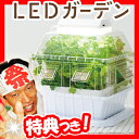 LEDガーデン LED栽培ケース LED室内栽培 LED水耕栽培 土耕栽培 家庭用栽培機 LED家庭菜園 赤白LEDライト付きでよく育つ 植物工場