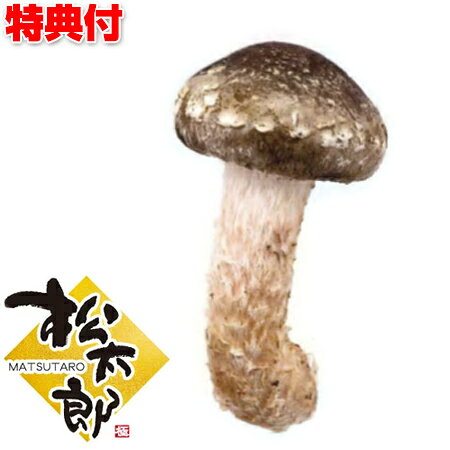 三重県 国産 300g(8〜9本） 松太郎 松茸(マツタケ）×椎茸 菌床 MATSUTARO まつたけ と椎茸のハイブリッド菌 きのこ 新種キノコ マツタケ シイタケ TV テレビ で話題[月/入荷]のサムネイル