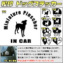 【松印】ドッグステッカー 肉球ステッカー付き ミニチュア ピンシャー Miniature Pinscher 3サイズ 8タイプ 60カラー以上 犬種 猫種 In Car cat dog 乗ってます デカール 切り抜き シール シルエット ペット