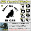 ھۥåȥƥå 她ƥåդ ꥫ  American curl 3 8 60顼ʾ  ǭ In Car cat dog äƤޤ ǥ ڤȴ  륨å ڥå