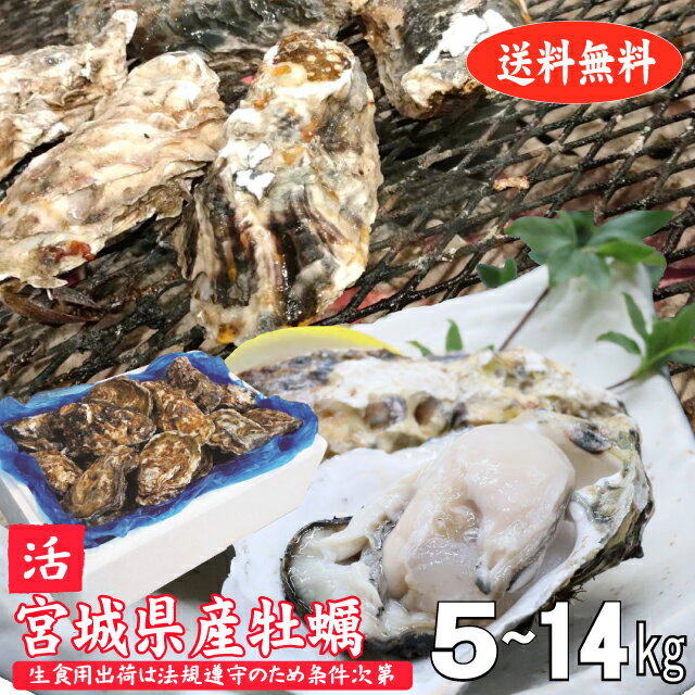 殻付き牡蠣 5kg 宮城県産 生食用出荷は毎週月曜の検査...
