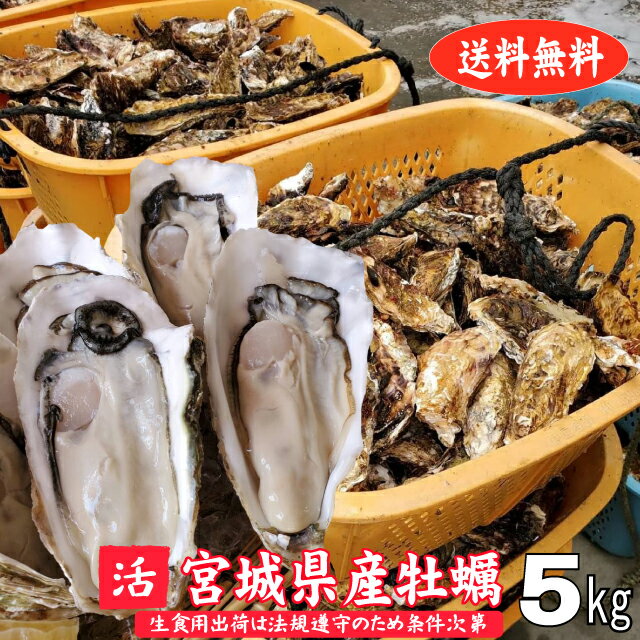 殻付き牡蠣 5kg 宮城県産 生食用出荷