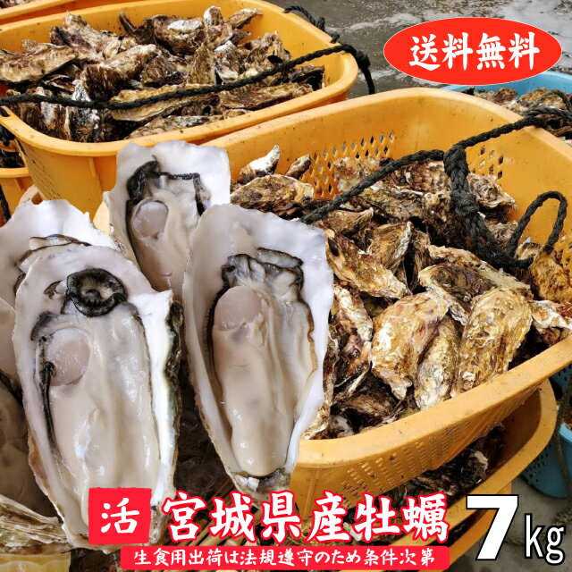 殻付き牡蠣 7kg 宮城県産 生食用出荷