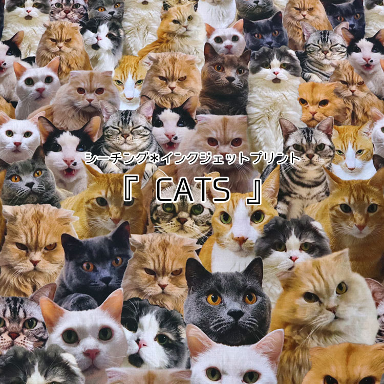 Rakuten - ◆◆＊＊CATS＊＊（キャット）≪シーチング＊インクジェットプリント≫※106cm幅　コットン100％｜ねこ 猫 ネコちゃん アニマル 生地 布｜