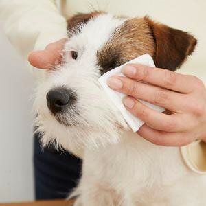 �ڥݥ����12�ܡ۸�ǭ�� A.P.D.C. ���ꥢ �������꡼�󥦥������� 50ml (�ܥ�ˡ��ޤ䤱���ɥ饤����ͽ��)