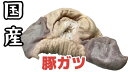 国産豚 ガツ 胃 約100g × 5パック やきとり 焼き鳥 焼鳥 豚肉 豚 ホルモン ボイル済 真空 焼肉 モツ煮込み もつ 冷凍 国産 おつまみ セット バーベキュー ギフト プレゼント 送料無料 サンシャインミート かごしまや 父の日 母の日