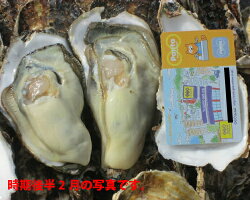 宮城県松島産殻付き牡蠣生牡蠣殻付き1個牡蠣50個かきカキkaki