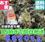 あす楽対応!クール便送料無料!SSサイズ20kg(400粒)宮城県松島産 殻付き牡蠣 殻付き 無選別牡蠣 殻付 カキ 加熱用 一年子 松島牡蠣屋
