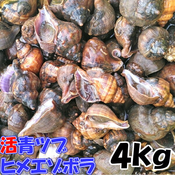 店長自ら漁獲！青ツブ貝 青つぶ貝 宮城県産 「ヒメエゾボラ 4kg」 送料無料 漁師直送品 生出荷  ...