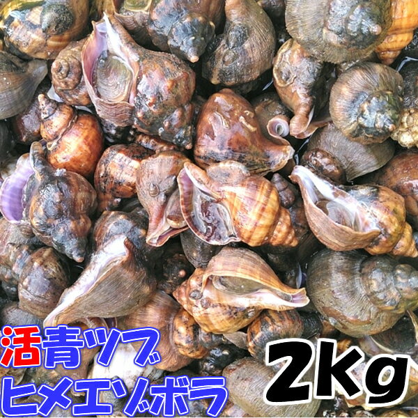 店長自ら漁獲！青ツブ貝 青つぶ貝 宮城県産 「ヒメエゾボラ 2kg」 送料無料 漁師直送品 生出荷 お刺身 甘煮 焼いたり…