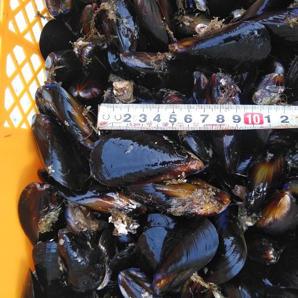 釣り餌に ムール貝　「ムラサキイガイ3kg」小分け袋入り冷凍品 3キロ イガイ カラス貝 ムール貝 釣りエサ クロダイ 黒鯛 チヌ 石鯛 コブダイ カワハギ釣りに 【食用ではありません】【60】