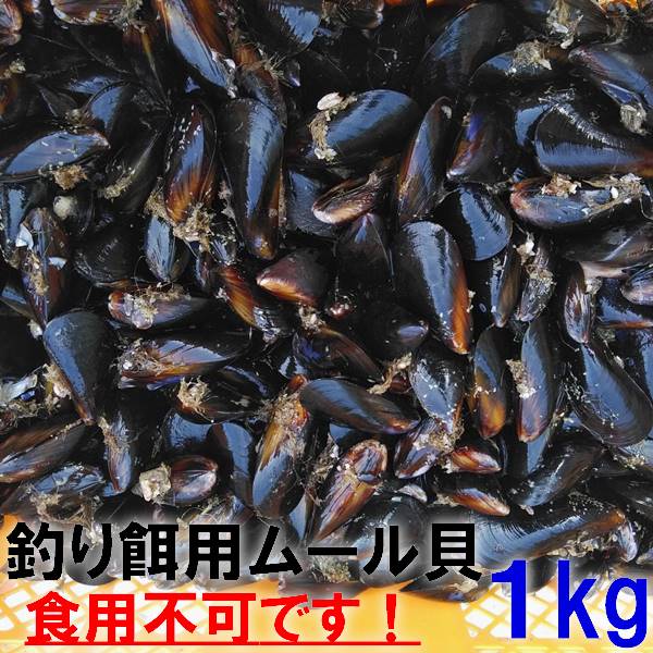 釣り餌に 冷凍ムール貝　ムラサキイガイ1kg～10kg 冷凍品　イガイ カラス貝 ムール貝 釣りエサ クロダイ 黒鯛 チヌ …