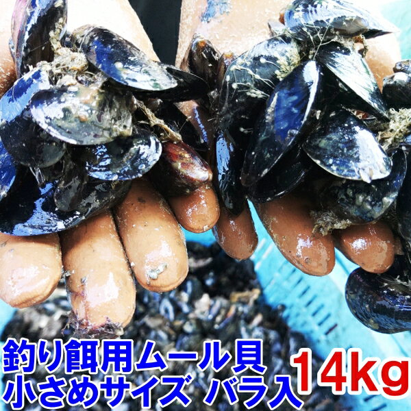 新規格 小サイズ 釣り餌に ムール貝　「ムラサキイガイ　小サイズ14kg」小分けなしタイプ 冷凍品 14キロ イガイ カラス貝 ムール貝 釣りエサ クロダイ 黒鯛 チヌ 石鯛 コブダイ カワハギ釣りに 