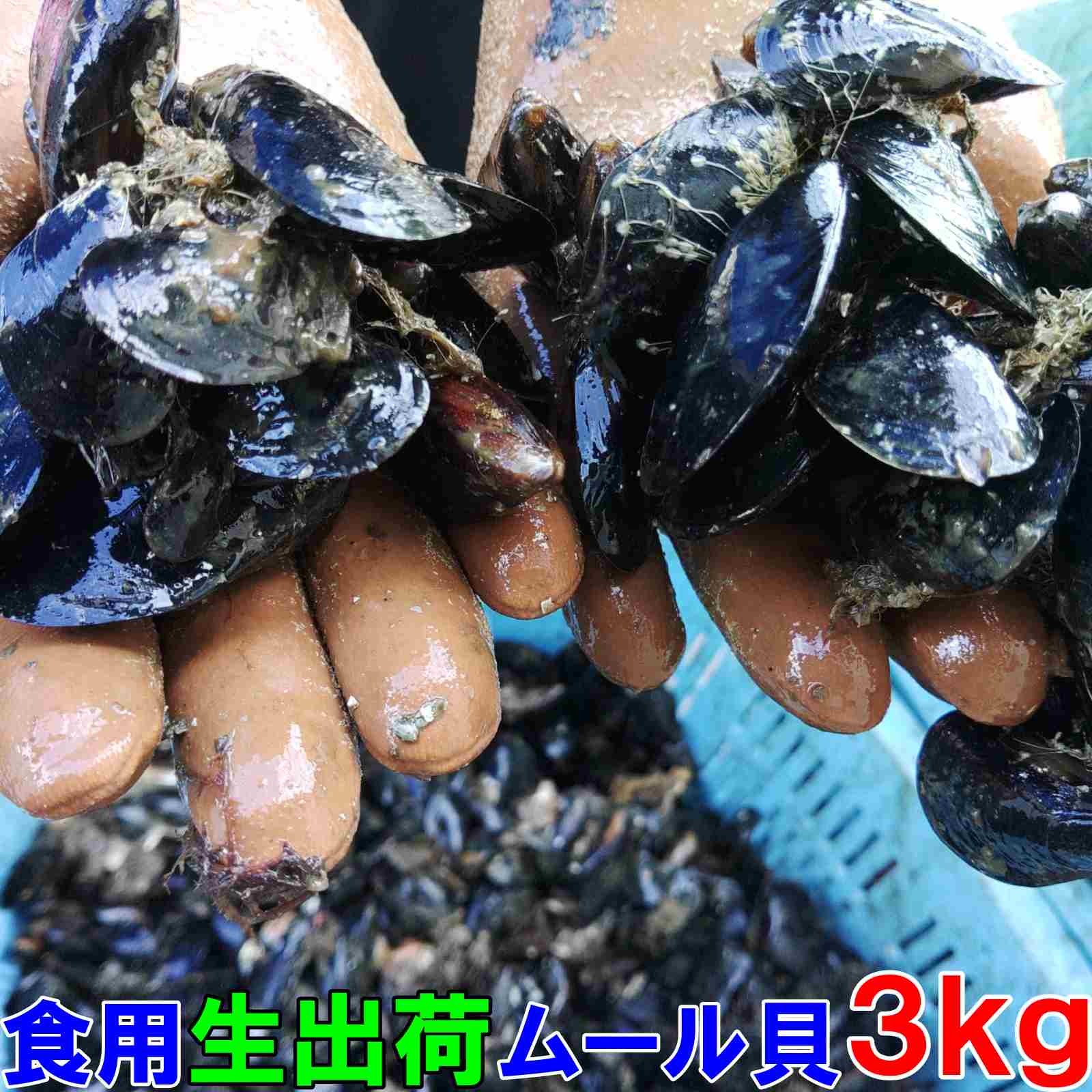 楽天市場】ムール貝 特大の通販