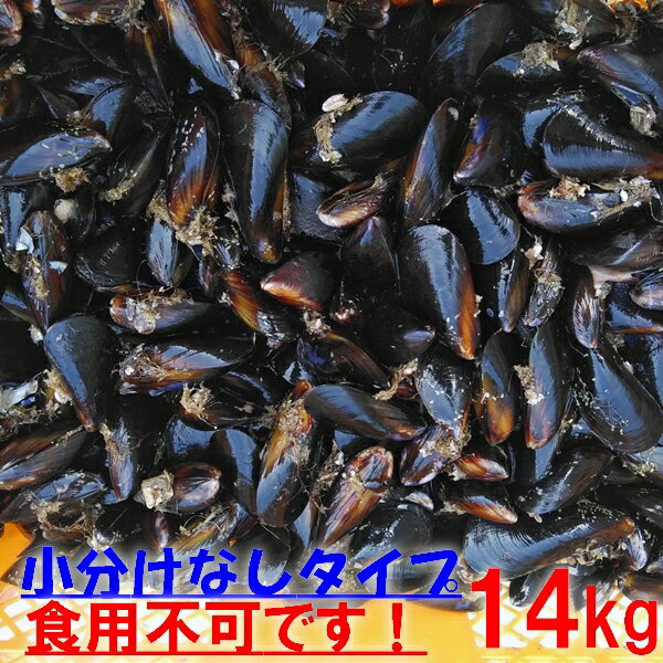 釣り餌に ムール貝 ムラサキイガイ14kg 小分けなしタイプ 冷凍品 14キロ イガイ カラス貝 ムール貝 釣りエサ クロダイ 黒鯛 チヌ 石鯛 コブダイ カワハギ釣りに 【食用ではありません】【100】