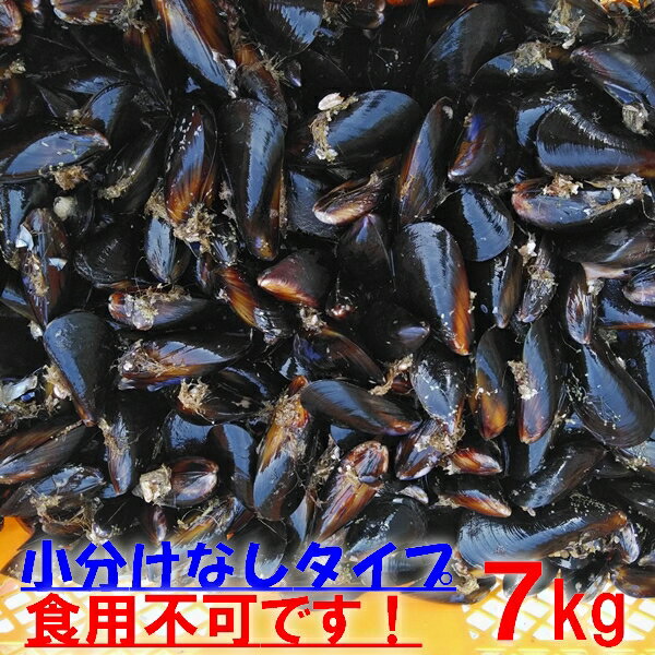 釣り餌に ムール貝　「ムラサキイガイ7kg」小分けなしタイプ 冷凍品 7キロ イガイ カラス貝 ムール貝 釣りエサ クロ…