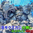 活モクズガニ【海水なしタイプ】 小中サイズ4kg(目安 40-80杯) ツガニ つがに 宮城県松島湾産 なんと海です！ 配送地域四国中国九州沖縄の方におススメ 他に大サイズも出品中 もくずがに「海水なし モクズ小中 4kg」【120】