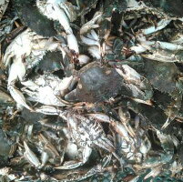 イシガニマダコ釣りに石カニ食用ではありません。真蛸釣りに4kg冷凍発送