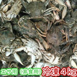 【5％OFFクーポン有】イシガニ 石蟹 マダコ釣りに 石カニ 食用ではありません。真蛸釣りに 4kg 冷凍発送 店長自ら漁獲！漁師直送　離島沖縄県対応不可 「餌用イシガニ4kg」【100】