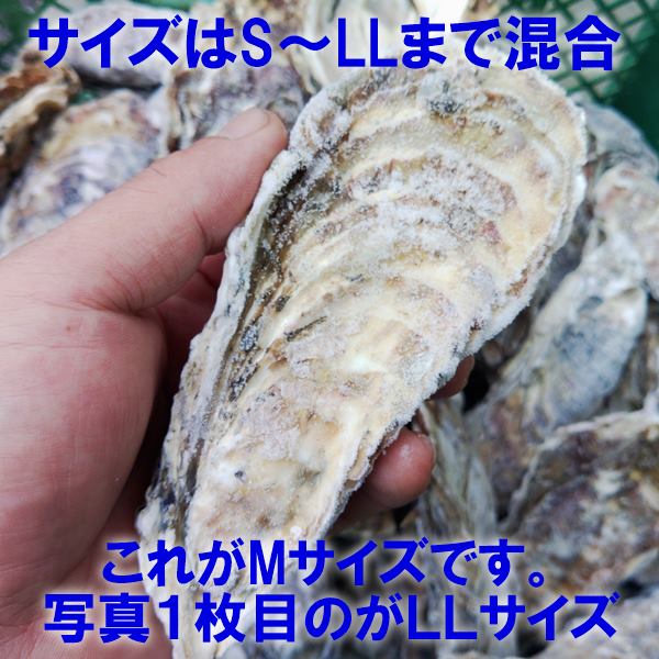 無選別MIX5kg(約60粒)冷凍便送料無料!宮城県産殻付き牡蠣殻付き殻付カキ加熱用一年子松島牡蠣屋無選別牡蠣