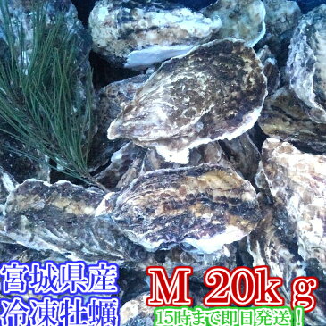 Mサイズ20kg（約160粒）冷凍便送料無料！ 宮城県産 殻付き牡蠣 殻付き 殻付 カキ 加熱用 一年子 松島牡蠣屋 無選別牡蠣