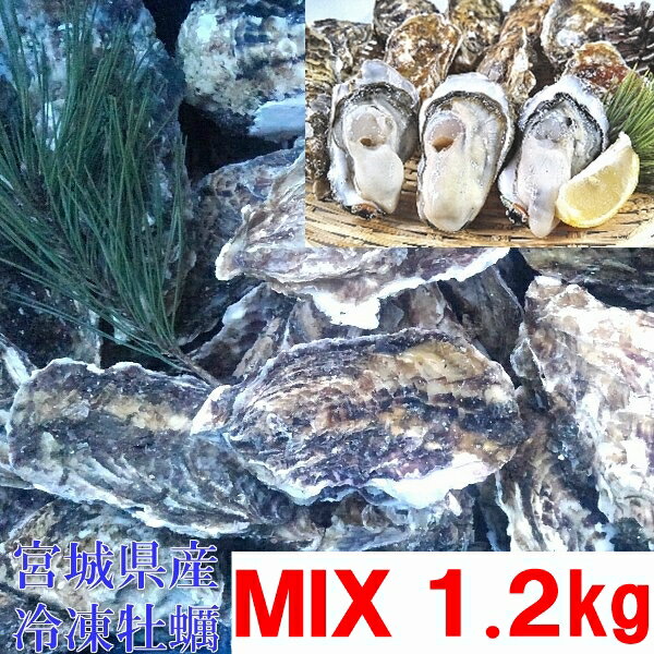 KK送料無料 牡蠣 殻付き 牡蠣 あす楽対応！1.2kg（約12粒）無選別MIX 冷凍便 送料無料！1.2キロ 宮城県産 殻付き牡蠣 殻付き 殻付 カキ 加熱用 一年子 松島牡蠣屋 無選別牡蠣 牡蛎 BBQ ギフト 食べ物 バーベキュー食材 「牡蠣 MIX　1.2kg」