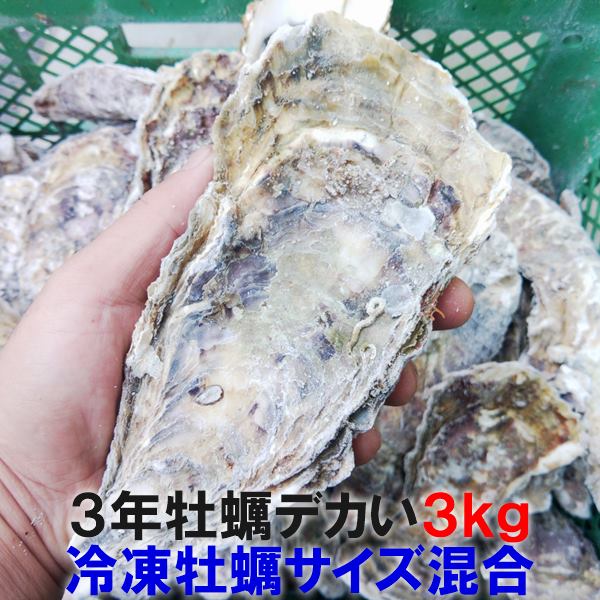 デカい牡蠣 殻付き 牡蠣 3年牡蠣 3kg 