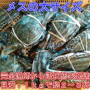 宮城県産 ワタリガニ メス大と...