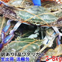 発泡梱包 訳あり生ワタリガニ 2kg〜8kg 訳アリ 渡り蟹 ガザミ 蟹出汁ラーメン屋さんも使ってる 梭子蟹 送料無料 活到着補償販売ではございません がざみ ...