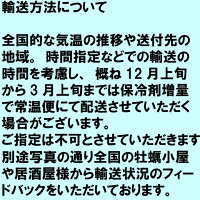 あす楽対応!牡蠣SS4kg(約90粒)クール便送料無料!宮城県松島産殻付き牡蠣殻付き無選別牡蠣牡蠣殻付カキ加熱用一年子松島牡蠣屋BBQバーベキューに