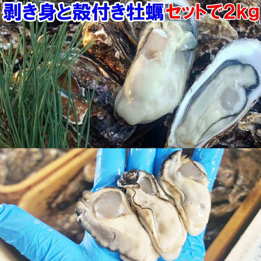 【30％OFFクーポン有】牡蠣 殻付き 生牡蠣 生食用 牡蠣 殻付き 牡蛎 牡蠣 殻付「生食用 剥き身500g 殻付き 牡蠣 1.5kg」で合わせて2kg むき身 松島牡蠣屋 kaki 【80】