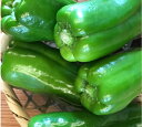 ピーマン 宮崎他産【野菜セット同梱で送料無料】