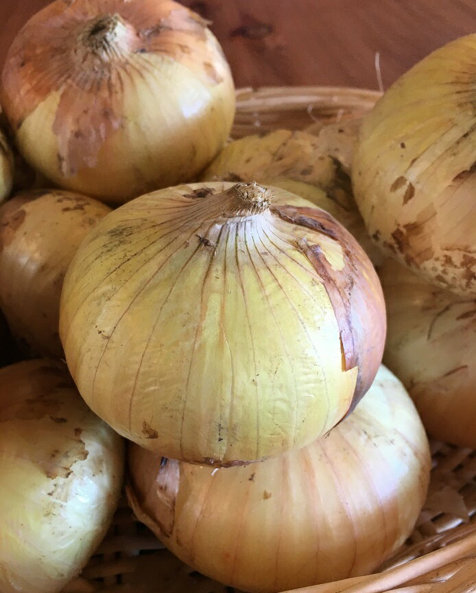 新玉ねぎ 長崎産他【野菜セット同梱で送料無料】