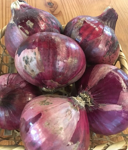 赤玉ねぎ 三重県伊賀産【野菜セット同梱で送料無料】 赤玉ねぎ 三重県伊賀産【野菜セット同梱で送料無料】