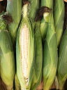 白いとうもろこし 愛知産【野菜セット同梱で送料無料】