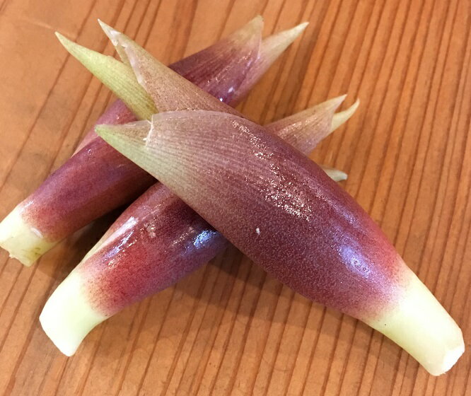 みょうが 高知【野菜セット同梱で送料無料】のサムネイル