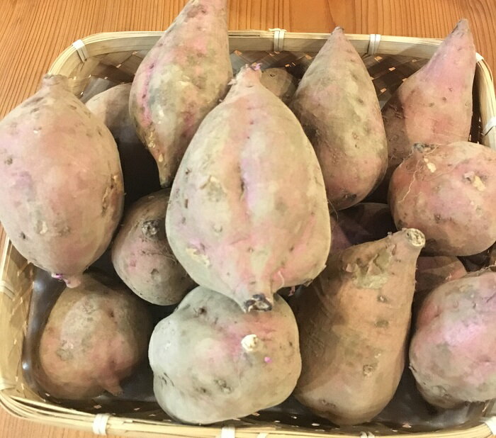 安納芋 鹿児島産【野菜セット同梱で送料無料】のサムネイル
