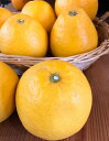 ジューシーオレンジ 和歌山県産【野菜セット同梱で送料無料】
