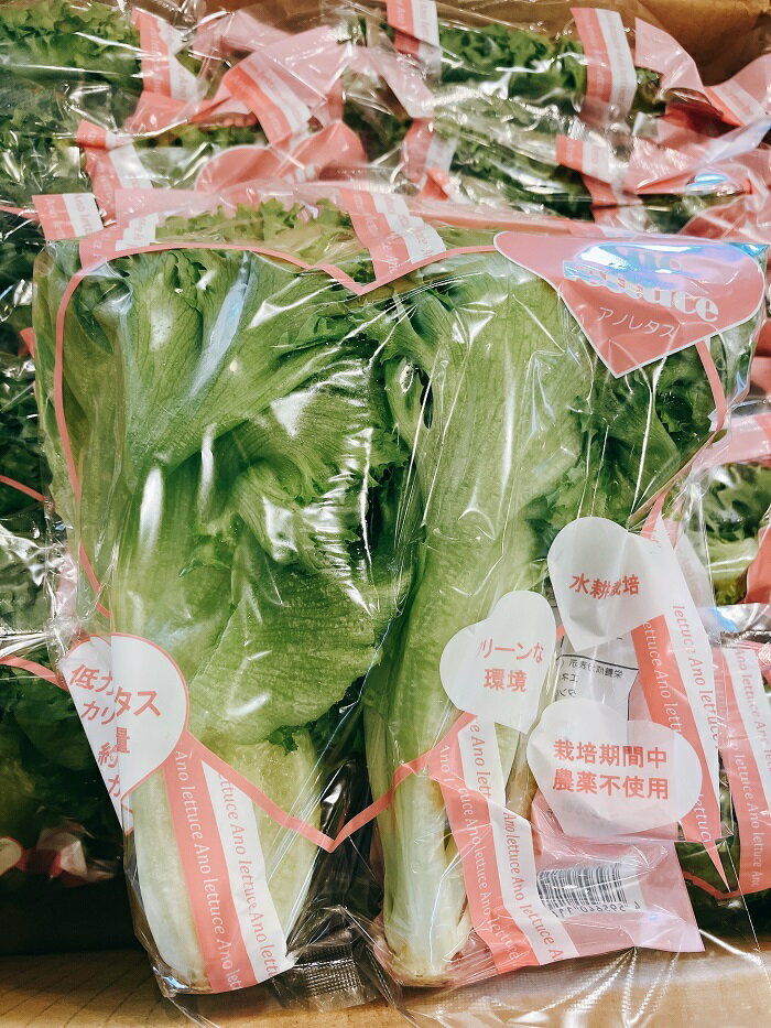 低カリウムレタス 三重県伊賀産【野菜セット同梱で送料無料】 1