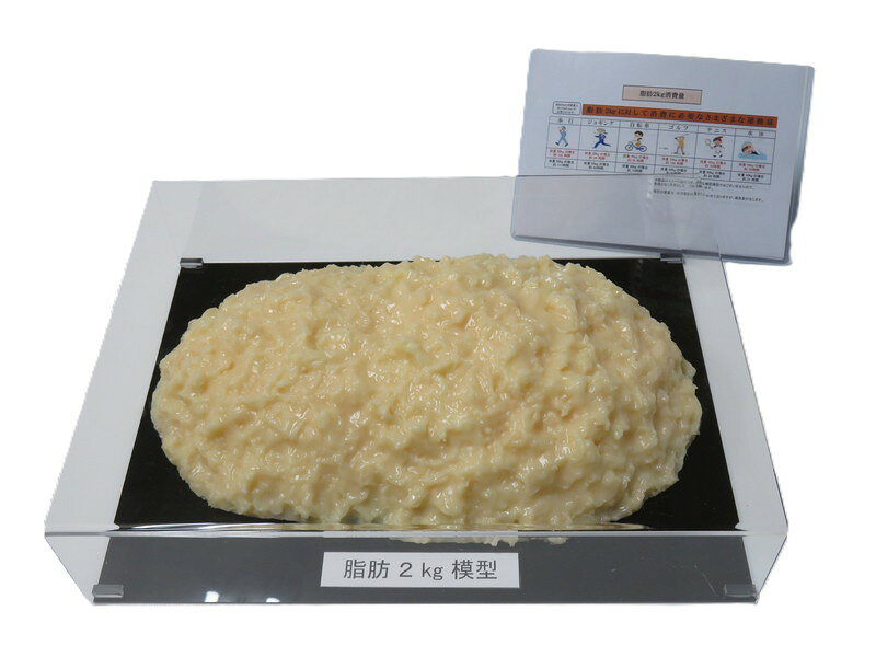 楽天市場】脂肪模型（医薬品・コンタクト・介護）の通販
